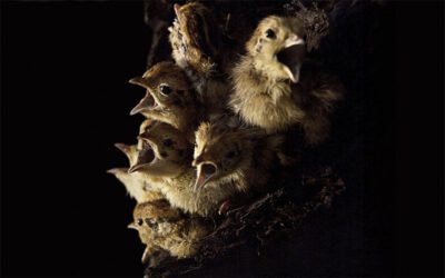 The Bravery Stir The Blood