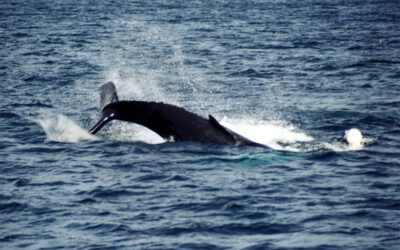 Whale Watching